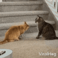 Lets Play Viralhog GIF - Lets Play Viralhog Cats GIFs