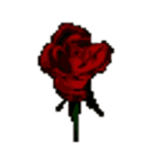 rose you