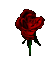 Red Rose Rose Sticker - Red Rose Rose Rose For You Stickers