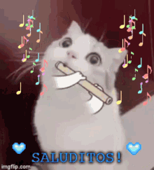 Saluditos Gato GIF