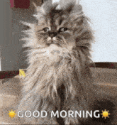 a fluffy cat is sitting on a table with the words good morning written below it .