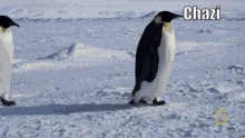 a couple of penguins standing in the snow with the name chazi on the bottom right