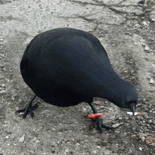 Crow With Knife GIF - Crow With Knife GIFs