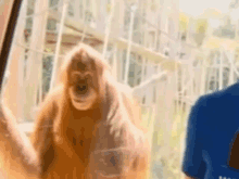 Orangutan Smirk GIF - Orangutan Smirk GIFs