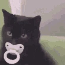 Cat Nipple GIF