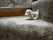 Puppy Slide GIF - Puppy Slide Ears GIFs