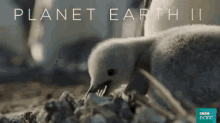 Planet Earth 2 GIF - Planet Earth2 Tv Show Nature GIFs
