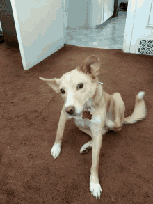 Bea Dog GIF - Bea Dog Scratch GIFs