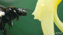 Eating Our Living World GIF - Eating Our Living World Consuming Nectar GIFs