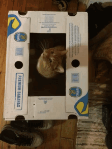 Cat Box GIF - Cat Box Photo GIFs