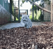 Snow Leopard Cat GIF