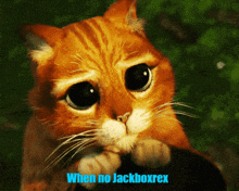 a sad cat with the words when no jackboxrex written below it