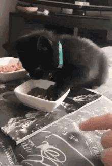 Cats Crazy GIF - Cats Crazy Hungry GIFs
