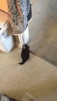 Kitten Scared GIF - Kitten Scared Black GIFs