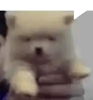 a close up of a person holding a teddy bear in their hand .