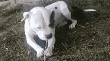 Clyde Dog GIF - Clyde Dog Teething GIFs