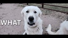 a white dog is looking at the camera with the words what behind it