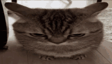 angry cat Gif by tinycloud247 on DeviantArt