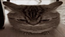 Cat Angry GIF - Cat Angry Angry Cat GIFs