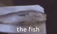 The Fish GIF - The Fish GIFs