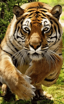 Tiger Effects GIF