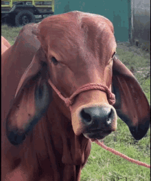 Cow The Rock GIF - Cow The Rock Rock GIFs