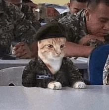 a cat wearing a military uniform and beret is sitting at a table .