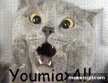 Youmia Cat GIF - Youmia Cat Shocked GIFs