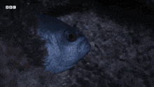 a blue fish is swimming in the dark with the bbc logo visible