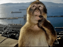 a close up of a monkey 's face with a body of water in the background