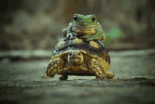 Bigboyfrog GIF - Bigboyfrog GIFs