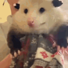 Possum Smile GIF - Possum Smile Meme GIFs