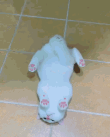 Cat Upside Down Cat Lying On Floor GIF - Cat Upside Down Cat Lying On Floor Cat Lying On Back GIFs