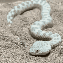 Snakes Embarrassed GIF - Snakes Embarrassed Slide GIFs