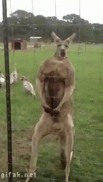 Buff Flexing GIF - Buff Flexing Kangaroo - Discover & Share GIFs