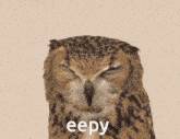 Owl Owl Sleepy GIF - Owl Owl Sleepy Sleepy GIFs