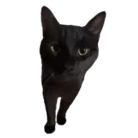 a black cat with yellow eyes is looking at the camera