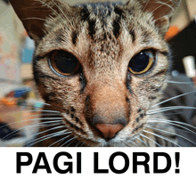 a close up of a cat 's face next to the words pagi lord