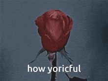 Yoric Yoricful GIF - Yoric Yoricful Vulva GIFs