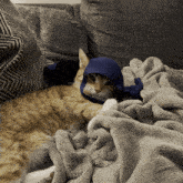 Cat In A Hat Orange Cat GIF