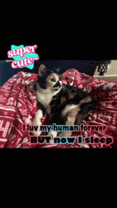 a picture of a cat with a caption that says super cute