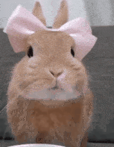 Bunny Coelho GIF - Bunny Coelho GIFs