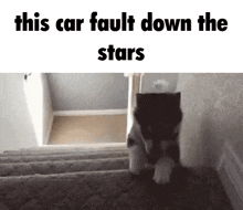 a cat is walking down a set of stairs .