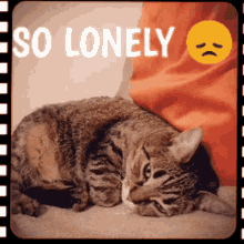 Alone Kitten GIF - Alone Kitten Foreveralone GIFs