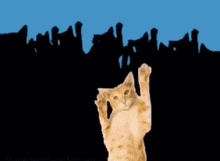 a cat is standing on its hind legs in front of a green background .