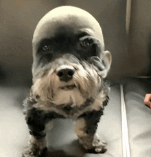 a small dog with a bald head is standing on a table