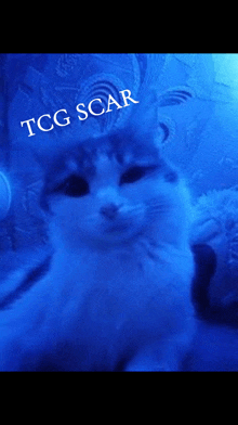a blue background with a cat and the words tcg scar on it