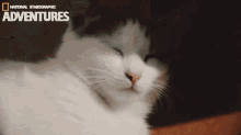 What Is The Youngest Age A Cat Can Get Pregnant GIF - What Is The Youngest Age A Cat Can Get Pregnant GIFs