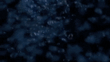 a shark tale logo is shown in yellow letters on a dark background .