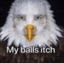 Eagle My Balls Itch GIF - Eagle My Balls Itch Meme GIFs